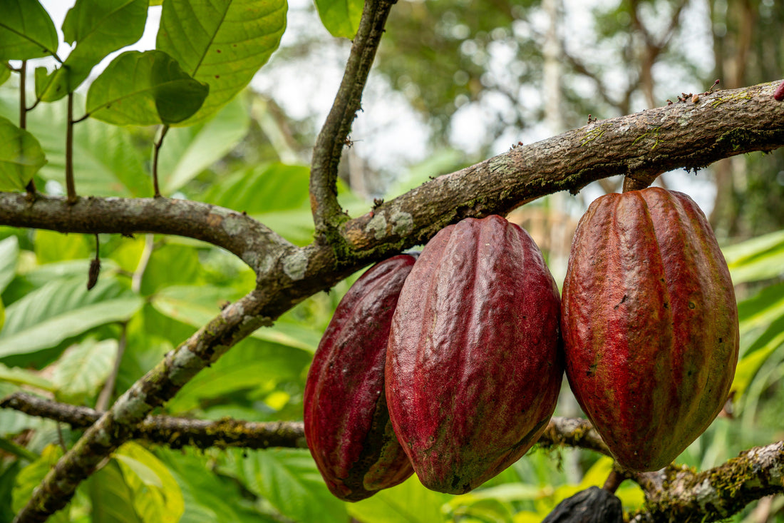 7 de julio: ¿Por qué celebramos el Día Mundial del Cacao (y por qué no es lo mismo que el chocolate)?